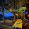 MOJOKERTO, Alas Venus Trawas Camp Ground - Gambar 2